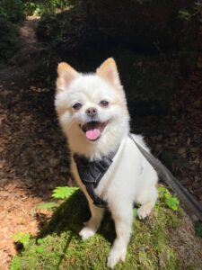 Daisy - Hondentrimsalon