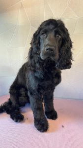 Coco - Hondentrimsalon Kwispelkapper