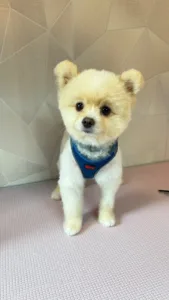 Teddy